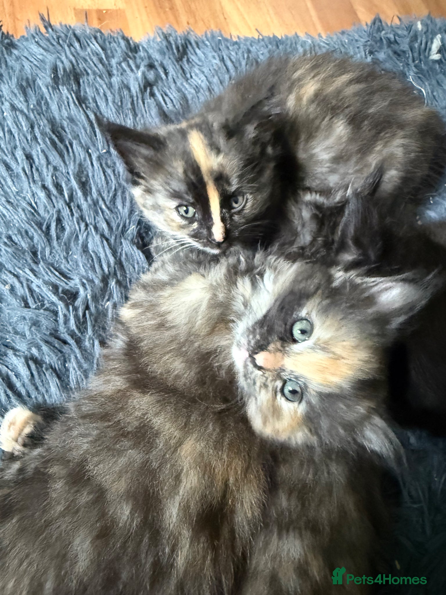 Mixed Breed cats Beautiful Part Main Coon Kittens  - Advert 10