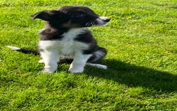 Border Collie dogs for sale: 7 collie puppies available end of October  - Image 15
