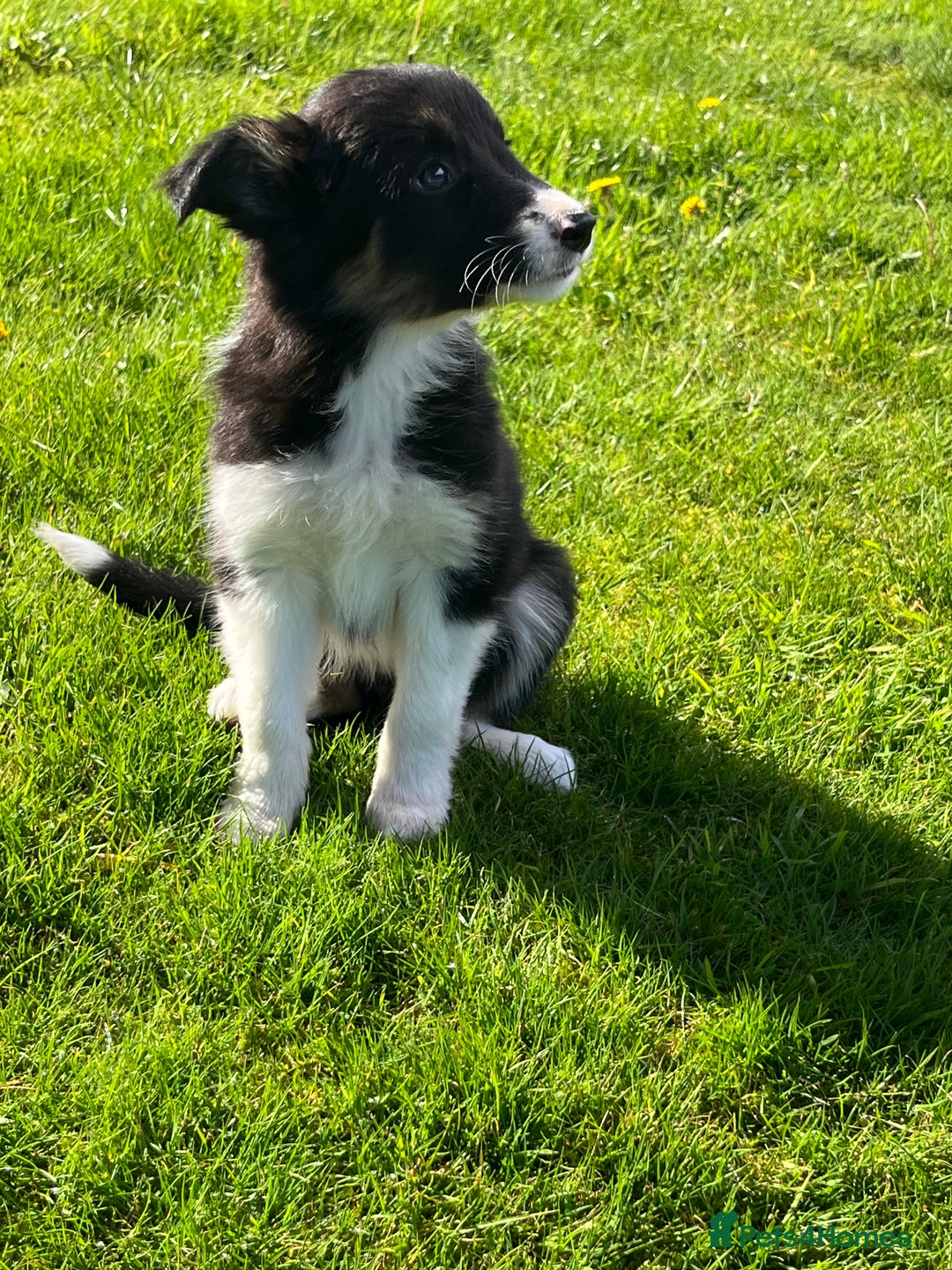 Border Collie dogs for sale: 7 collie puppies available end of October  - Image 15