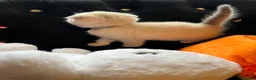 Scottish Fold cats for sale: Scottish Fold  kittens ❤️READY TO LEAVE ❤️ - Advert 21