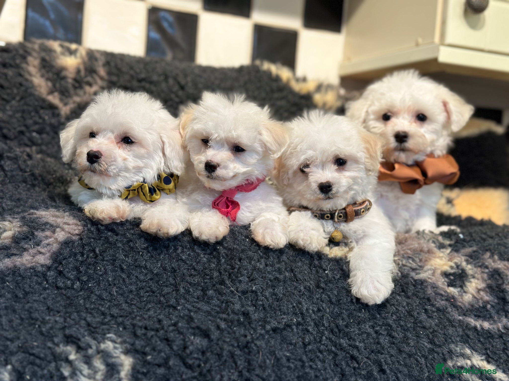 Bichon Frise dogs Stunning kc registered bichon frise pups  - Advert 1