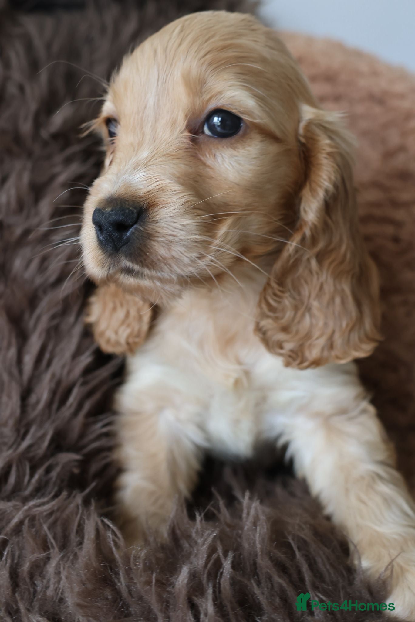 Cocker Spaniel dogs True Show Cocker Spaniels- LAST 2 - Advert 2