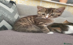 Mixed Breed cats for sale: The three musketeers are looking for new homes - Image 25
