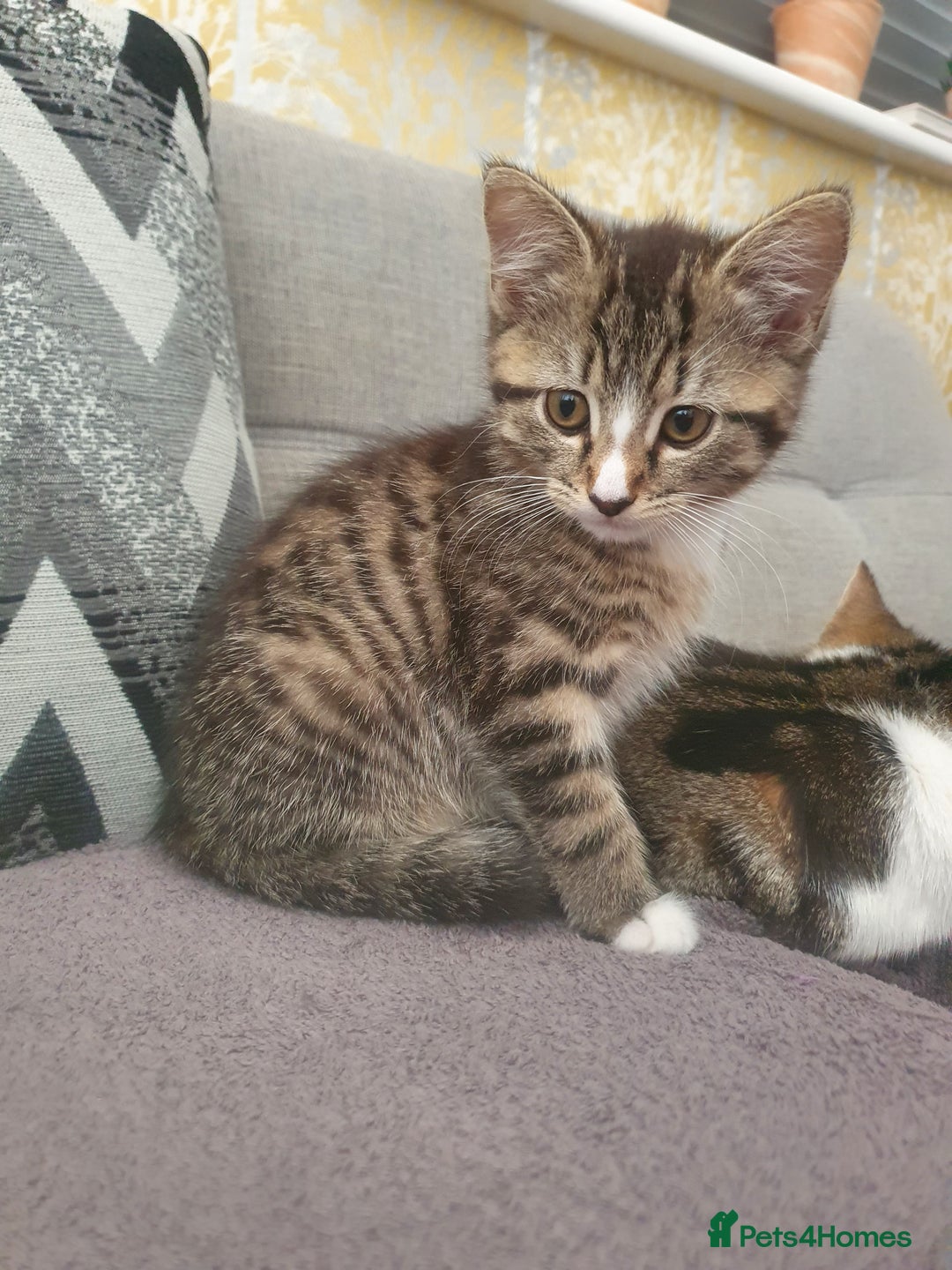 Mixed Breed cats for sale: The three musketeers are looking for new homes - Image 25