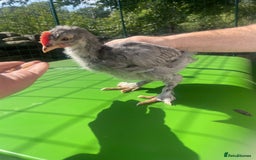 Chickens poultry for sale: Roosters looking for homes  - Image 2