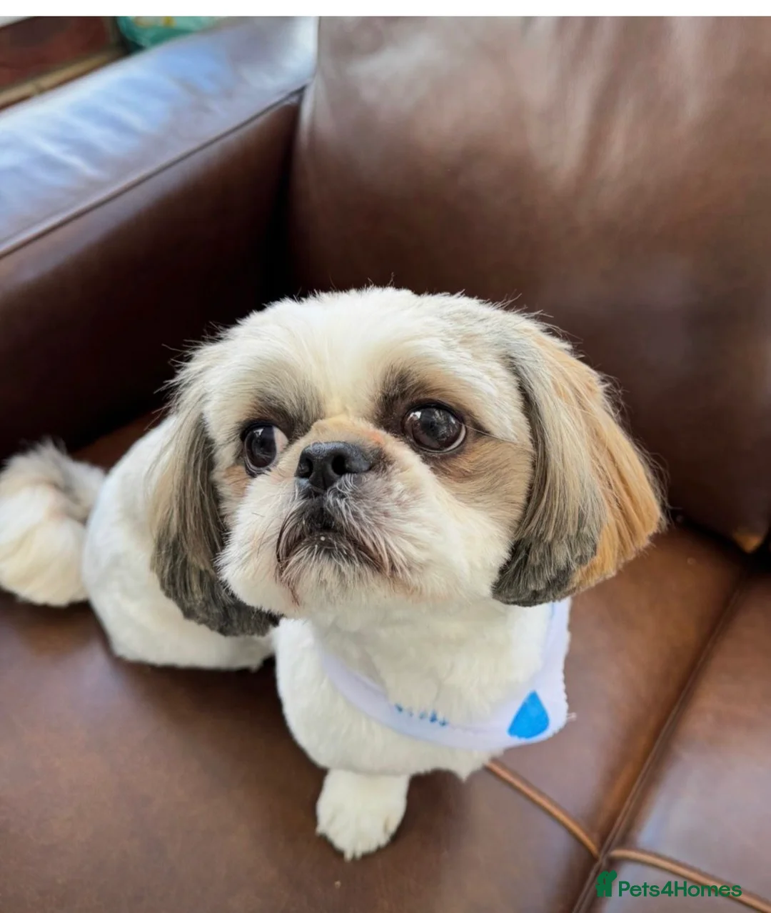 Shih Tzu dogs for sale: Shih Tzu Puppies - Advert 2