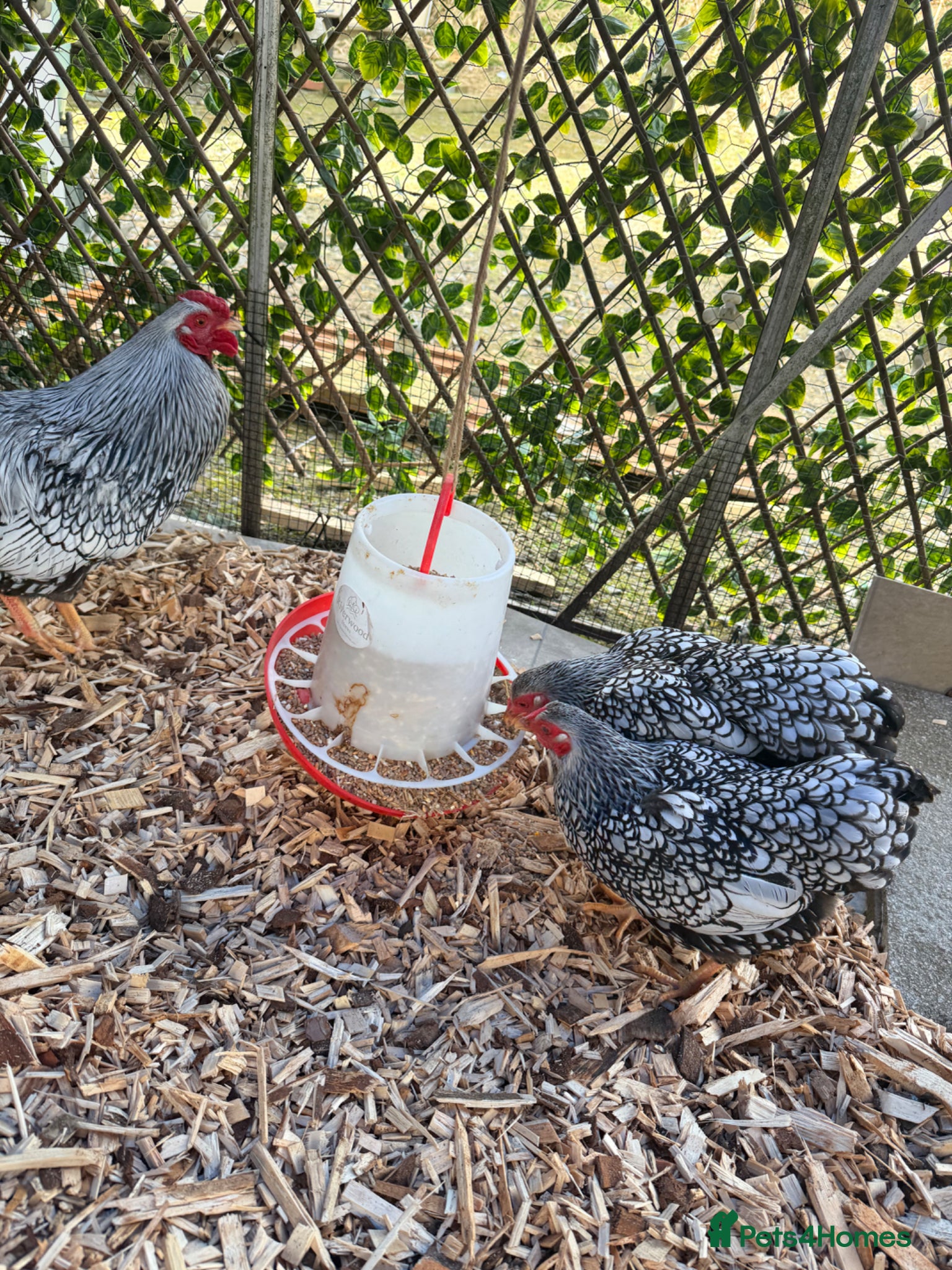 Chickens poultry Silver laced Wyandotte bantam trio  - Advert 2