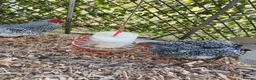 Chickens poultry for sale: Silver laced Wyandotte bantam trio  - Advert 1