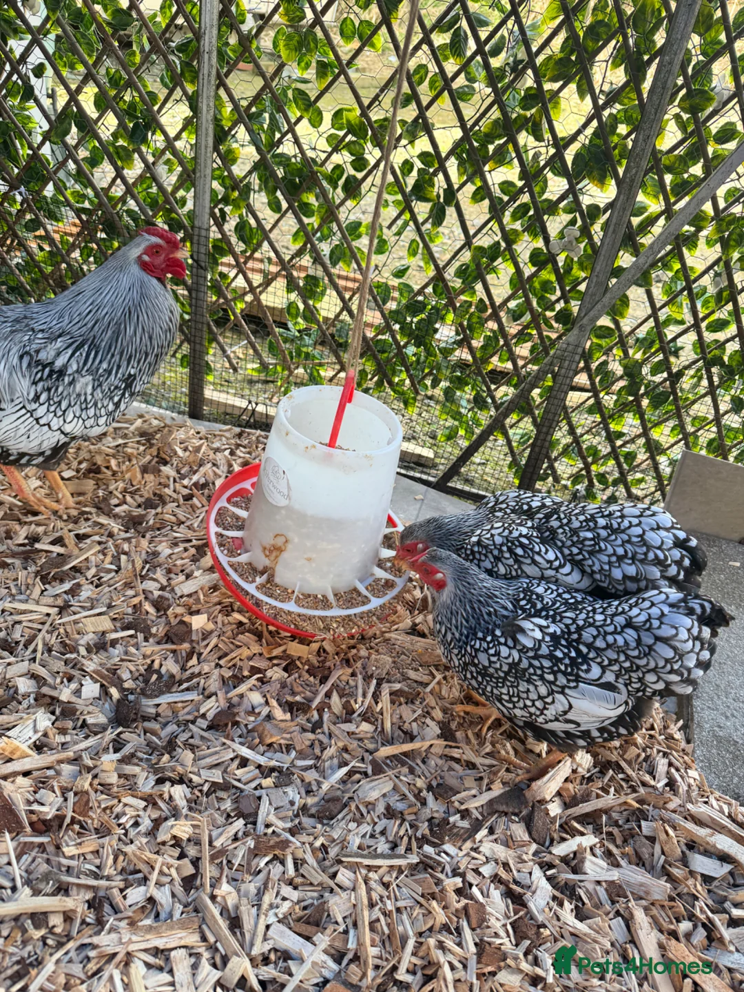 Chickens poultry for sale: Silver laced Wyandotte bantam trio  - Advert 1
