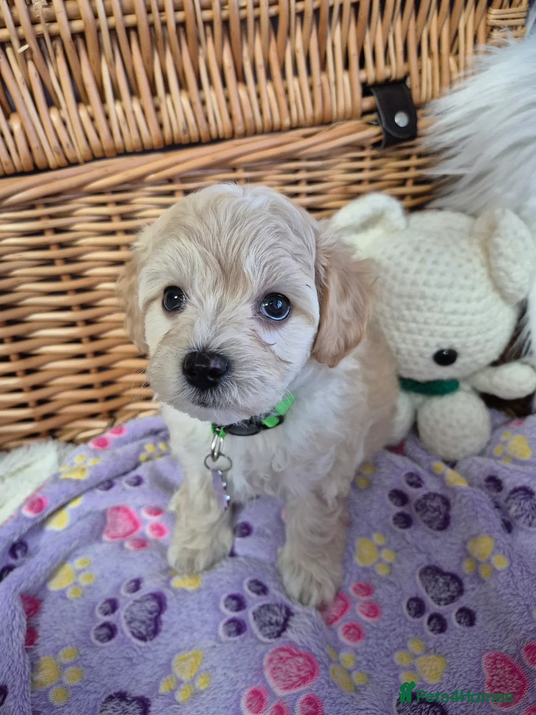 Maltipoo dogs for sale: Stunning Toy F1 Apricot & Cream maltipoo's - Advert 25