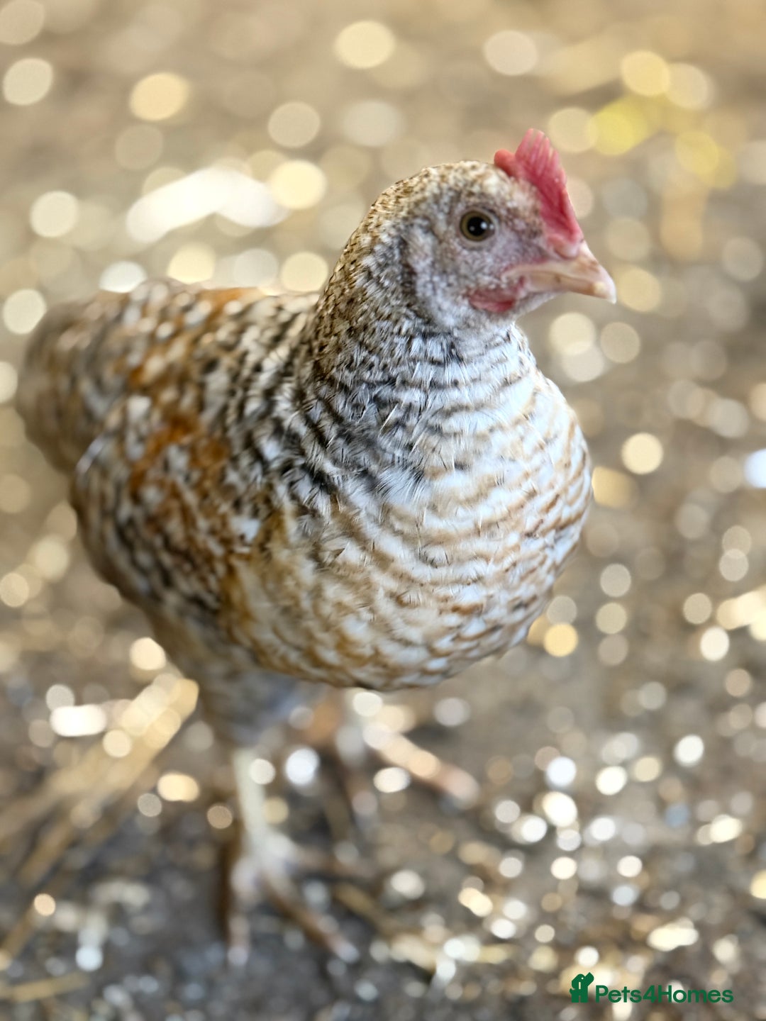 Chickens poultry for sale: Bantam gold welbar - Image 2