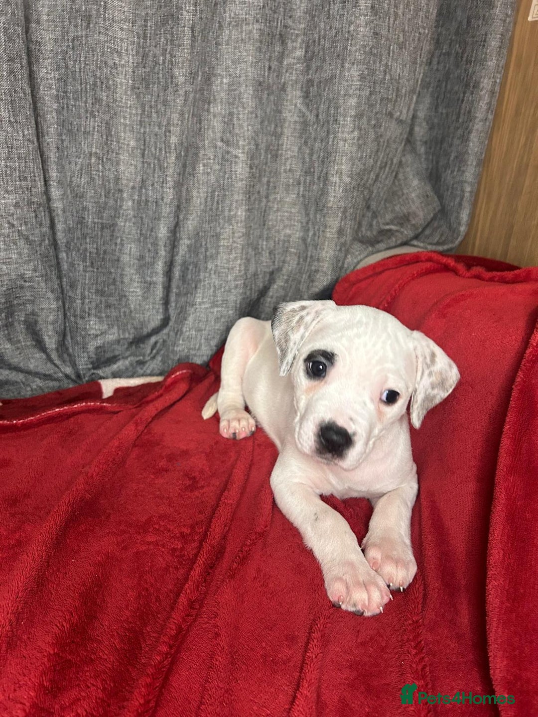 American Bulldog dogs for sale: American Bulldog - Image 4