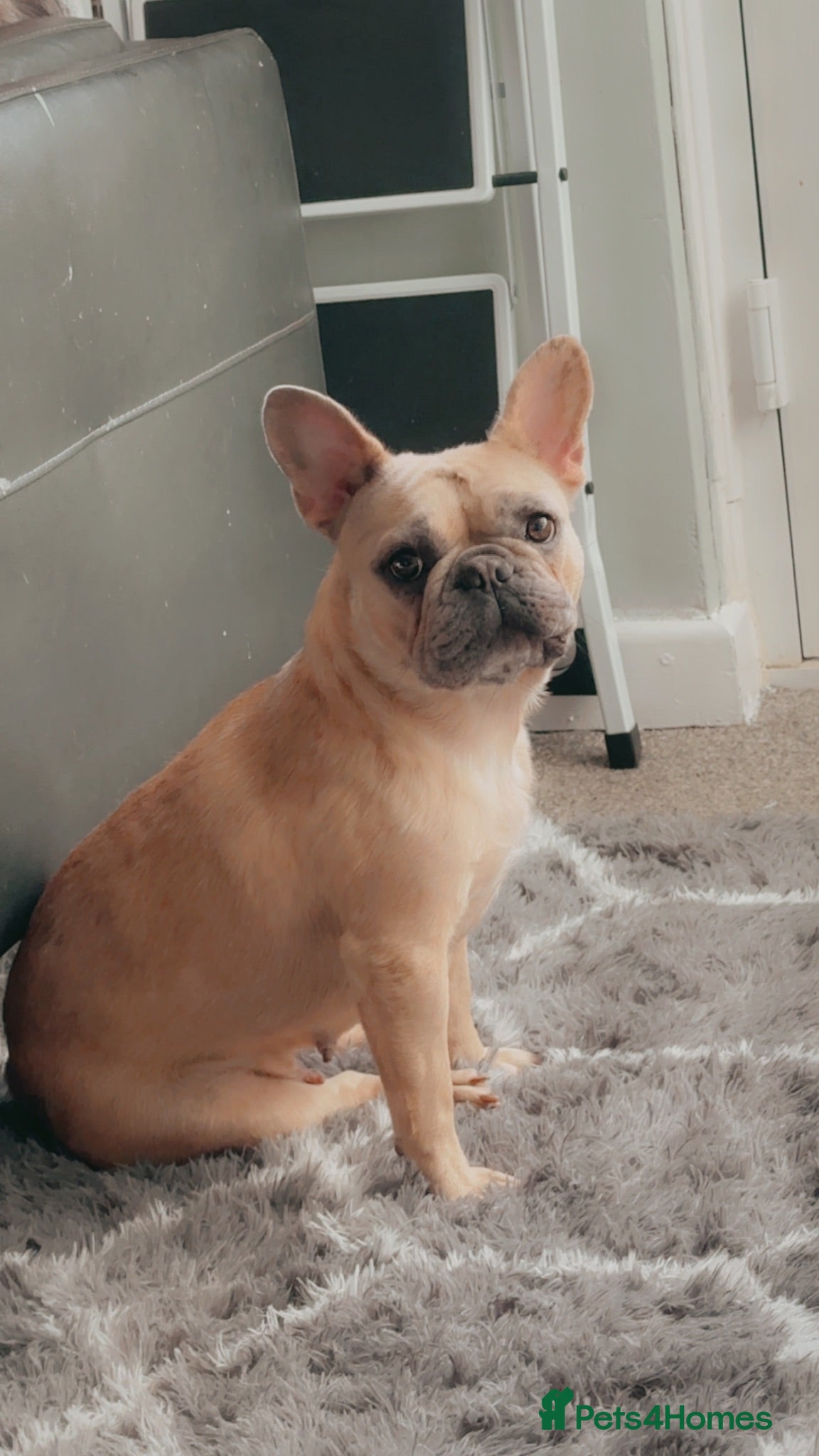 French Bulldog dogs Tri Miele  - Advert 1