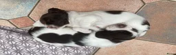 English Springer Spaniel dogs for sale: Quality KC registered ESS. Health screened. - Advert 3