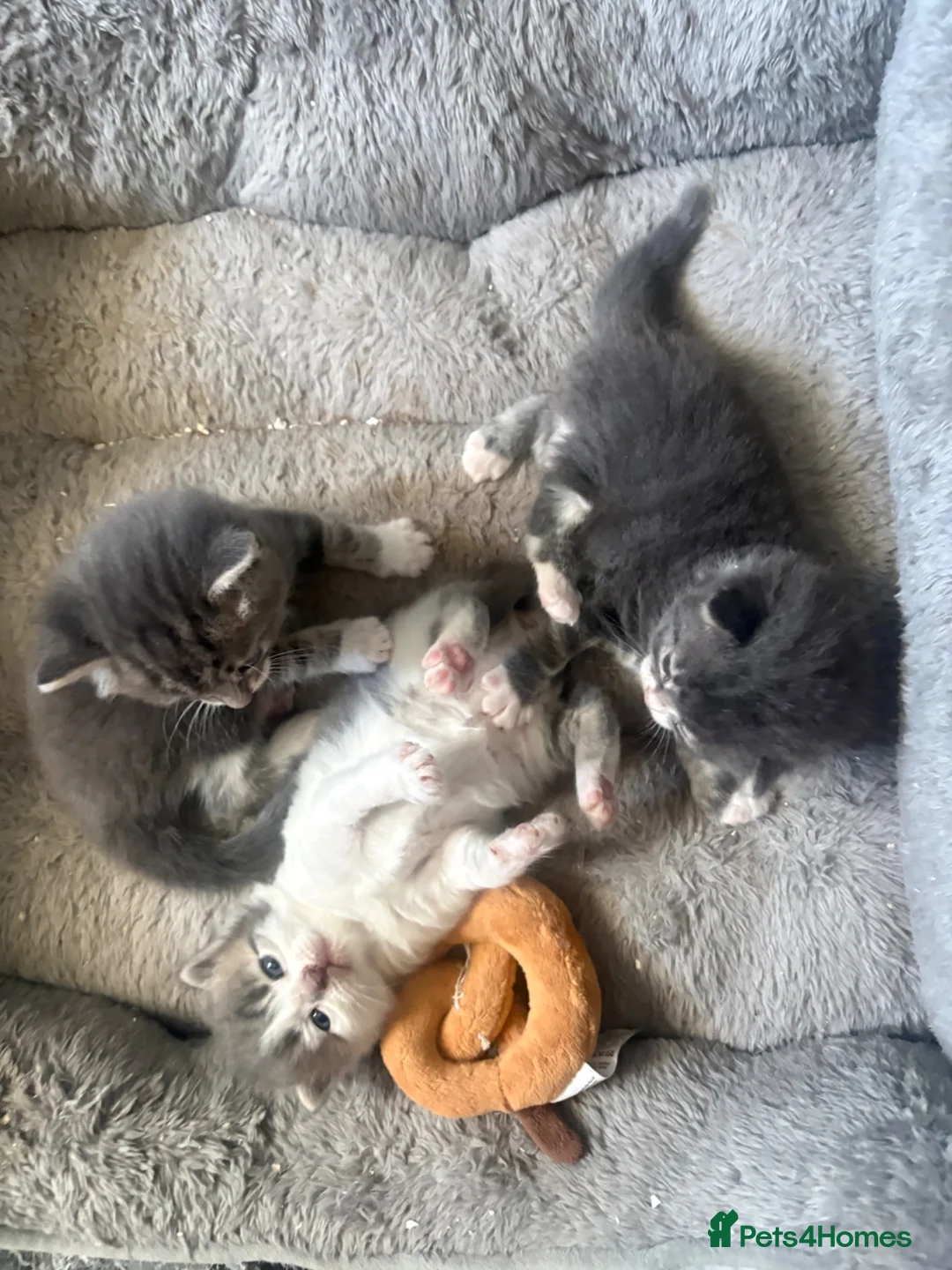 Mixed Breed cats for sale: Gorgeous grey and white fluffy kittens ready now  - Advert 2