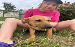 Mixed Breed dogs for adoption: Smithy - Norwich norfolk - Image 10
