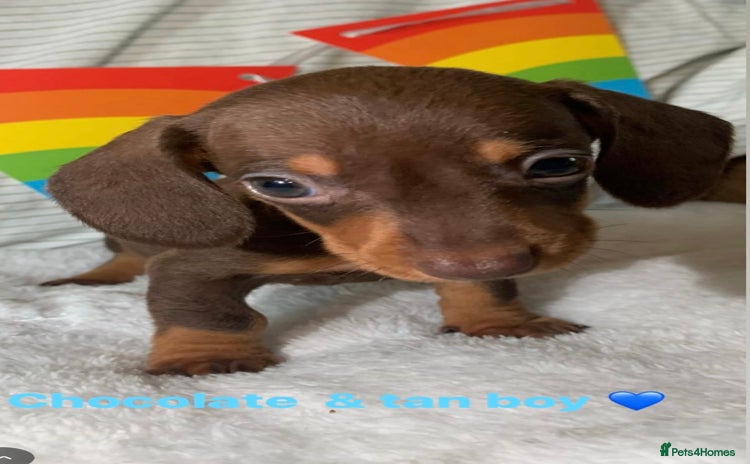 Miniature Dachshund dogs - Advert 14