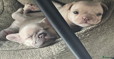 French Bulldog dogs - Advert 16