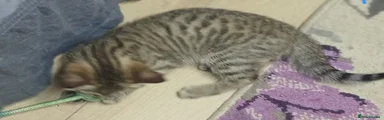 Bengal Kitten 2
