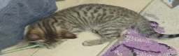 Bengal cats for sale: Adorable male mixed bengal and a female kittens - Advert 2