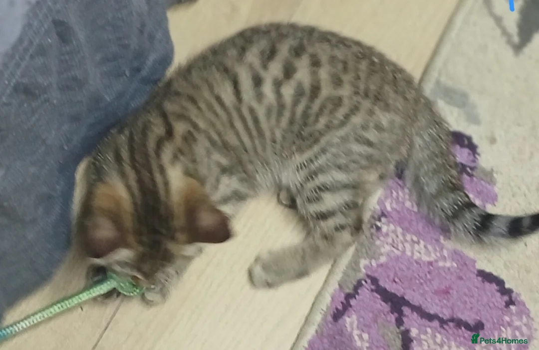 Bengal cats for sale: Adorable male mixed bengal and a female kittens - Advert 2