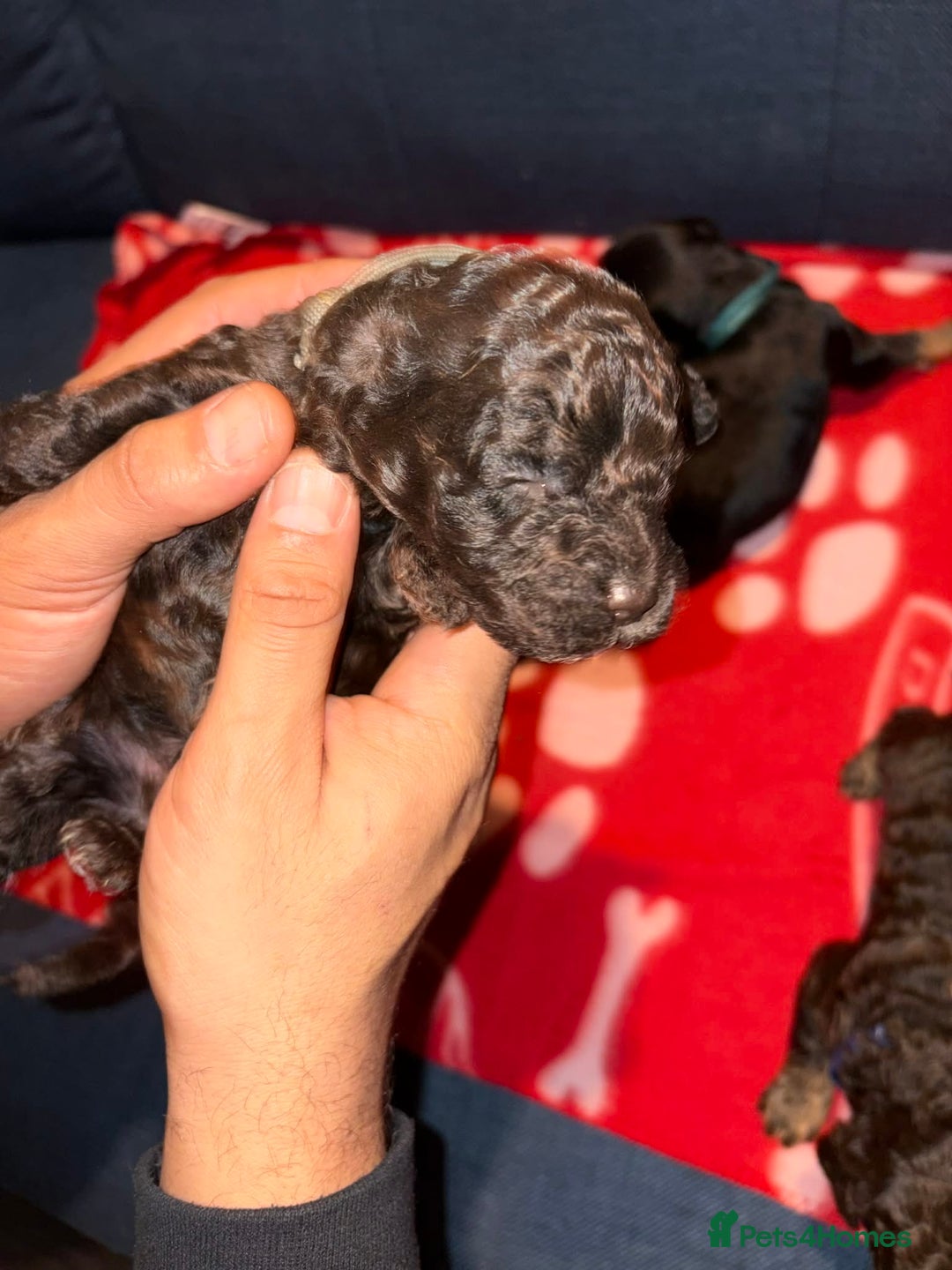 Cockapoo dogs for sale: Stunning health tested F1b cockapoos - Advert 5