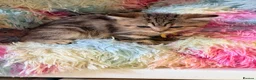 British Shorthair cats for sale: Lilac GCCF registered BSH kittens in Swansea - Advert 28