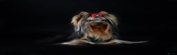 Yorkshire Terrier dogs for stud: KC REG Yorkshire terrier for STUD in Kettering - Advert 7