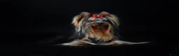 Yorkshire Terrier dogs for stud: KC REG Yorkshire terrier for STUD in Kettering - Advert 7