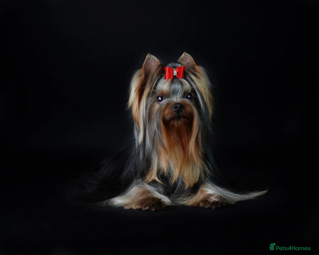 Yorkshire Terrier dogs for stud: KC REG Yorkshire terrier for STUD in Kettering - Advert 7