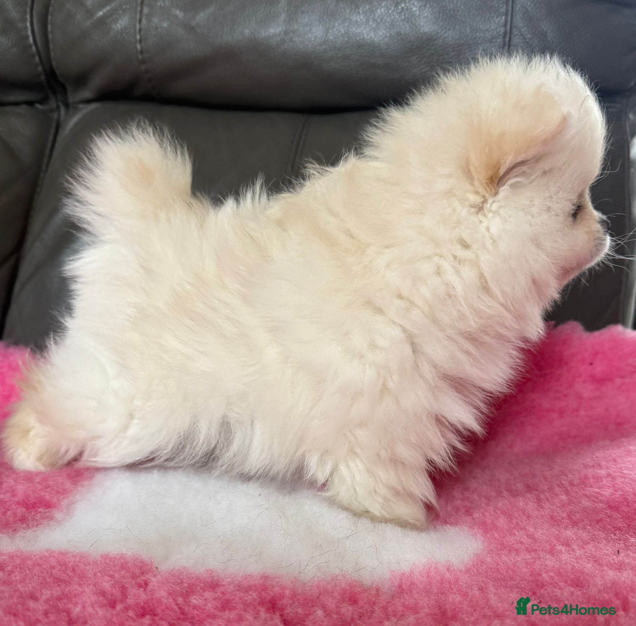 Pomeranian dogs 🧸 Incredible Teddy Bear Pomeranian puppies 🧸 - Advert 2