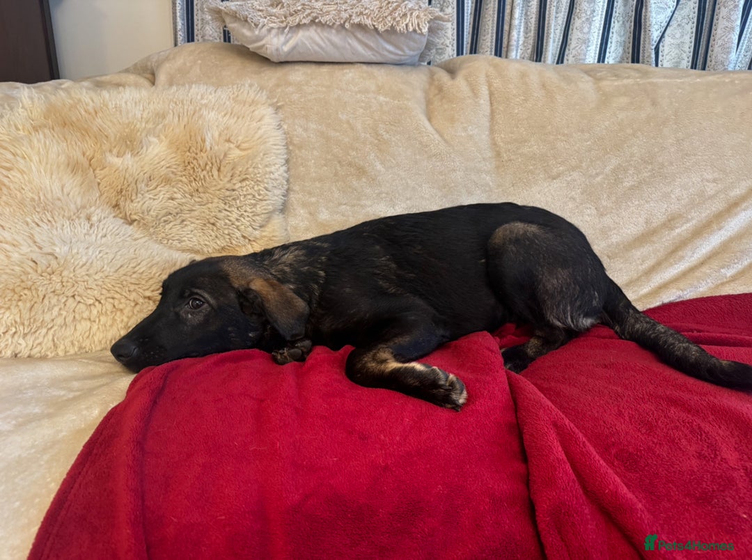 Mixed Breed dogs for sale: Belgian Malinois X Caucasian Shepherd  - Image 6