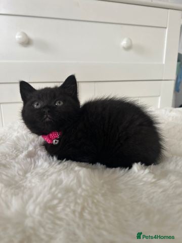 British Shorthair cats British Short Hair Chocolate Tabby Kitten  - Advert 1