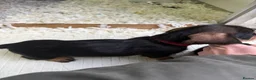 Dachshund dogs for sale: Wired Hair Dachshund Teckle Puppies - Advert 27