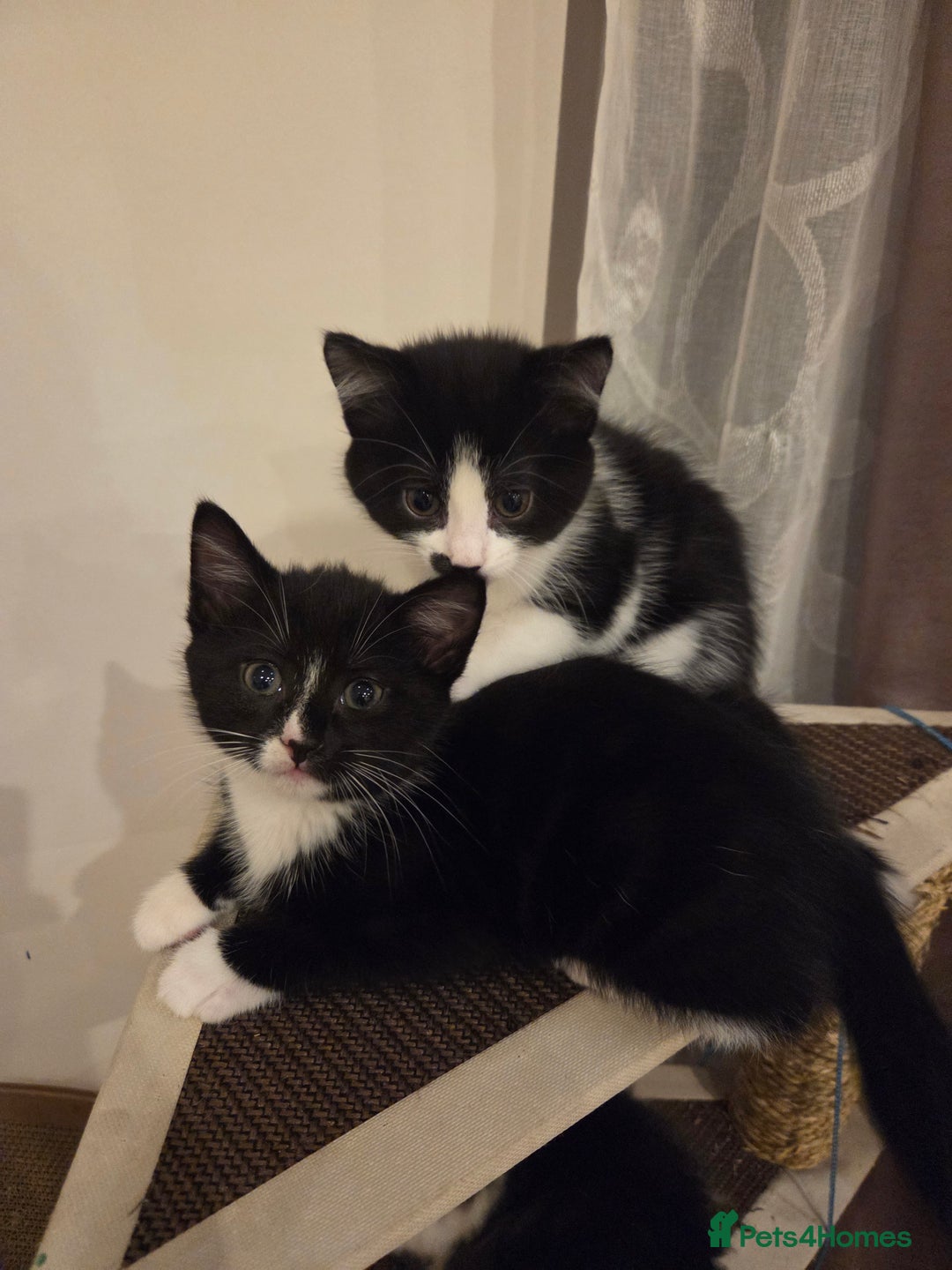Mixed Breed cats for sale: Male Kitten  - Advert 4