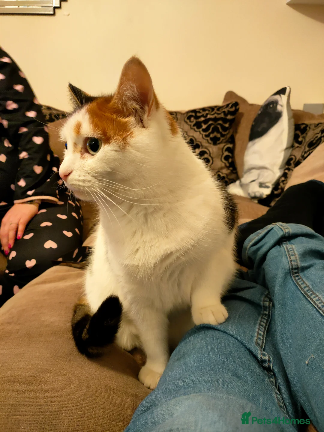 Mixed Breed cats for sale: 7 year old Calico cat  - Advert 9