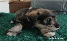 Miniature Schnauzer dogs for sale: Beautiful miniature shnauzers  - Image 17