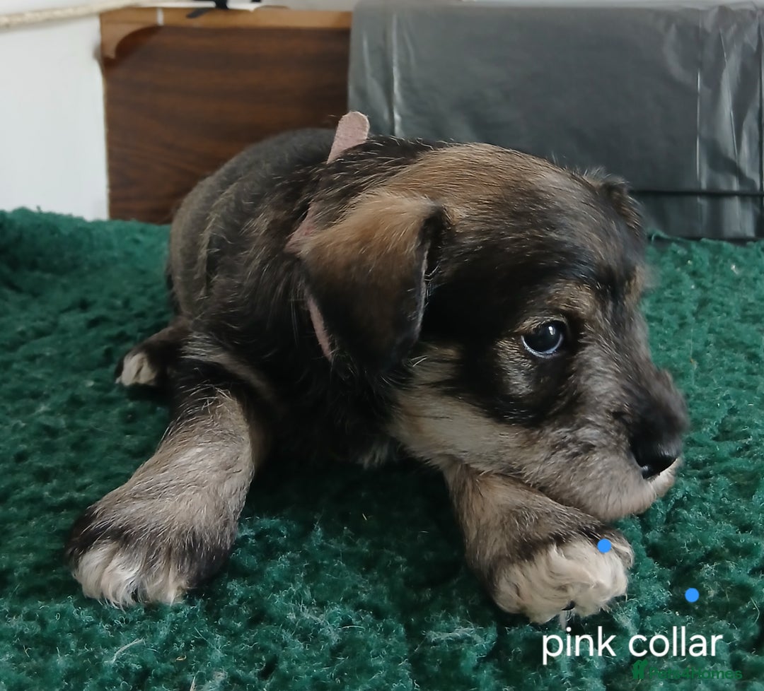 Miniature Schnauzer dogs for sale: Beautiful miniature shnauzers  - Image 17