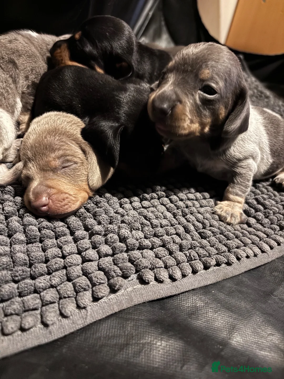 Miniature Dachshund dogs for sale: Stunning RARE miniature Dachshunds - Advert 13