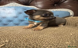 Chihuahua dogs for sale: Lilac tricolour chihuahua puppies - Image 3