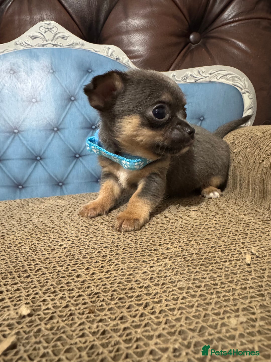 Chihuahua dogs for sale: Lilac tricolour chihuahua puppies - Image 3
