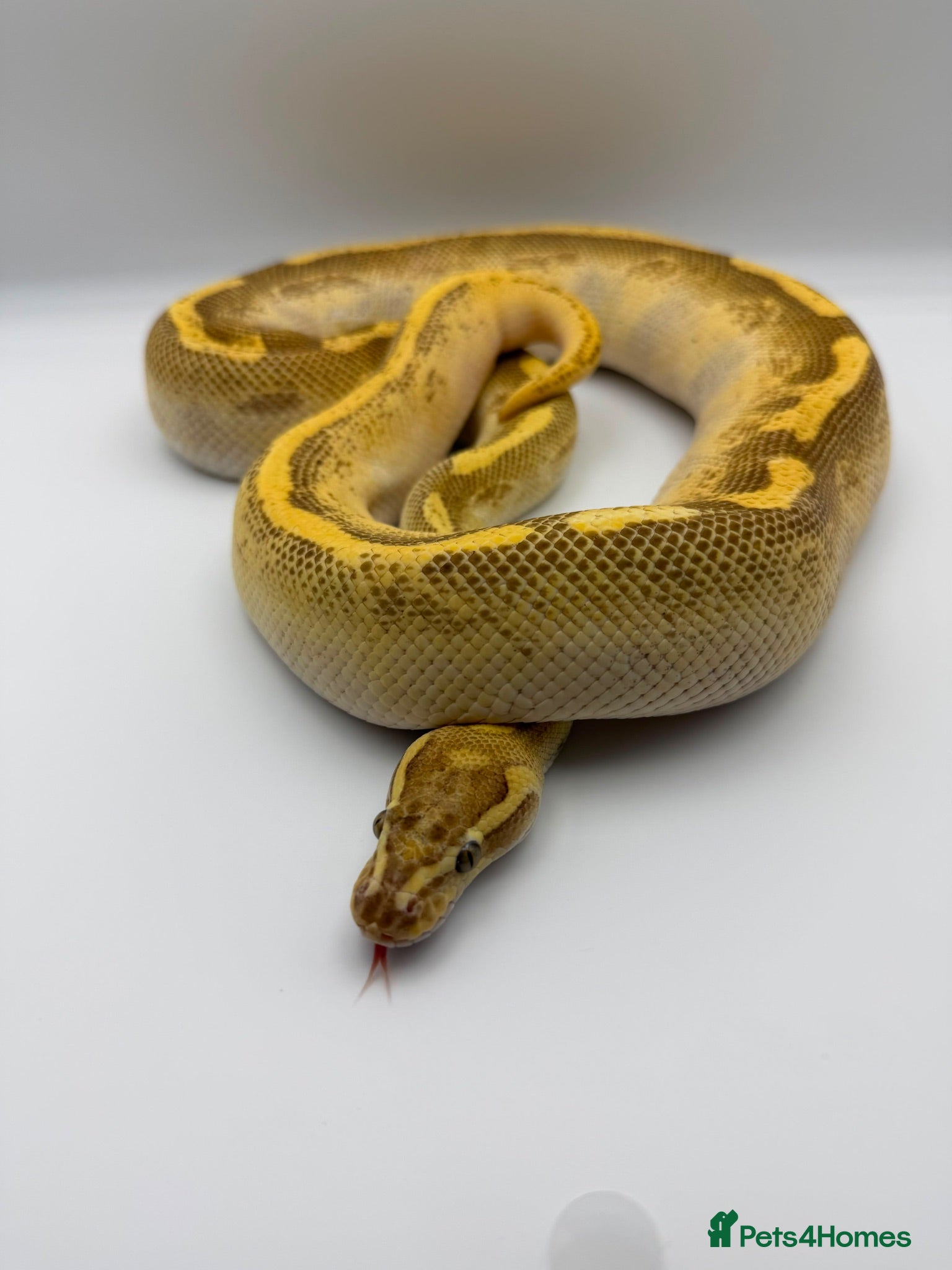 Python Snake reptiles 1.0 Butter fire enchi - Advert 1