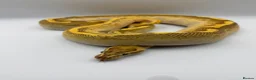 Python Snake reptiles for sale: 1.0 Butter fire enchi - Advert 1