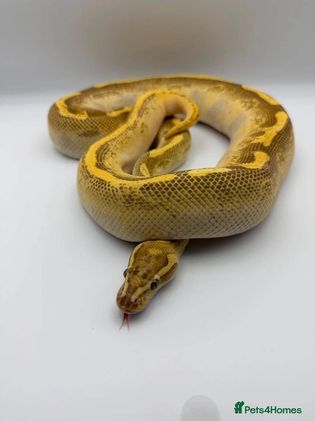 Python Snake reptiles for sale: 1.0 Butter fire enchi - Advert 1