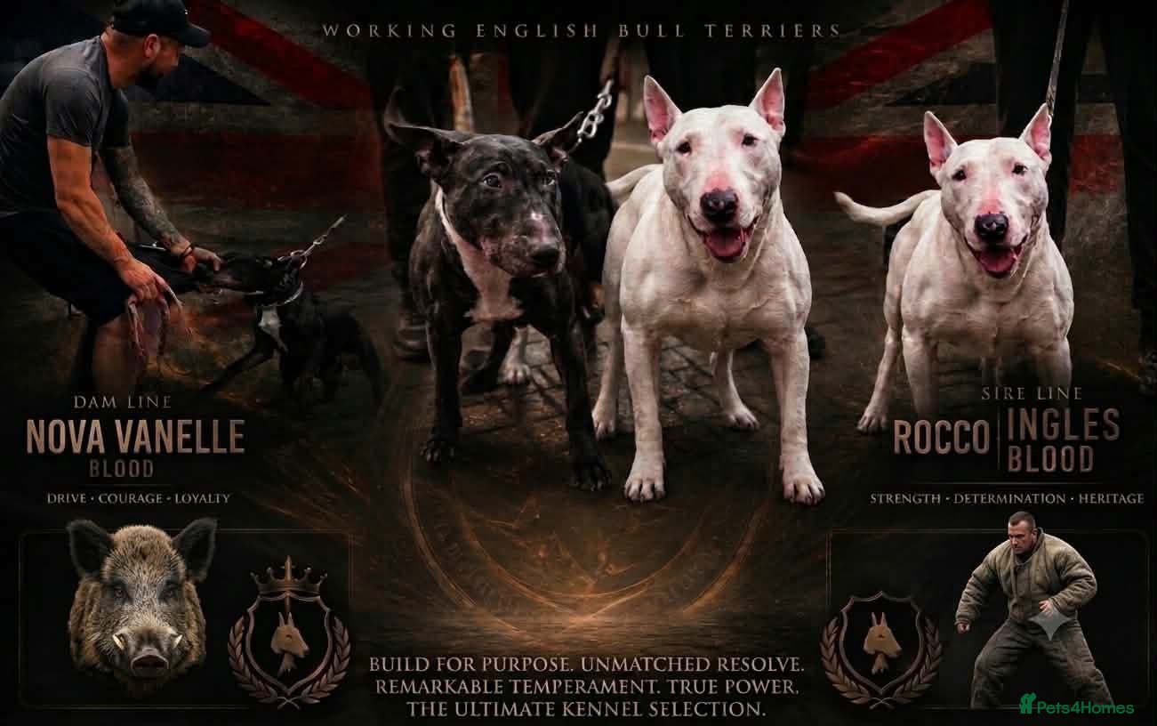 English Bull Terrier dogs English Bull Terrier  - Advert 12