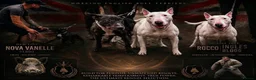 English Bull Terrier dogs for sale: English Bull Terrier  - Advert 1