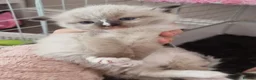 Ragdoll cats for sale: 🐾 Beautiful Ragdoll Kittens looking for homes 🐾 - Advert 30