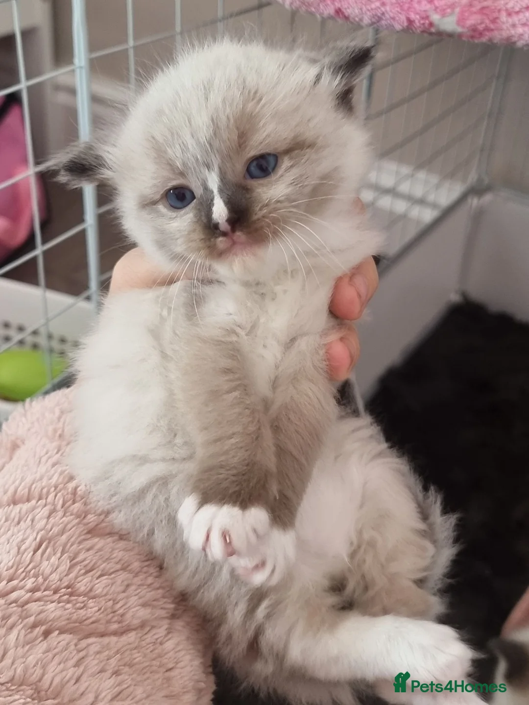 Ragdoll cats for sale: 🐾 Beautiful Ragdoll Kittens looking for homes 🐾 - Advert 30