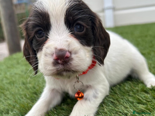 Cocker Spaniel dogs Cocker spaniel puppies1girl left now - Advert 3