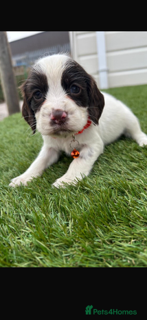 Cocker Spaniel dogs Cocker spaniel puppies1girl left now - Advert 13